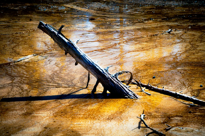 a fallen tree sitting on top of a brown ground