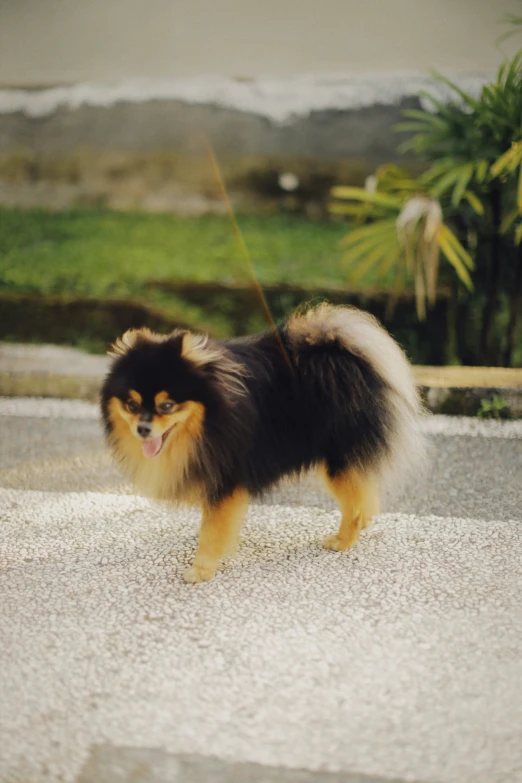 a dog stands on the side walk of a city street