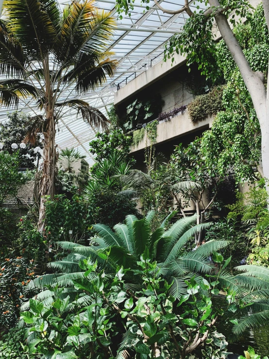 view of a building through the bushes and palm trees