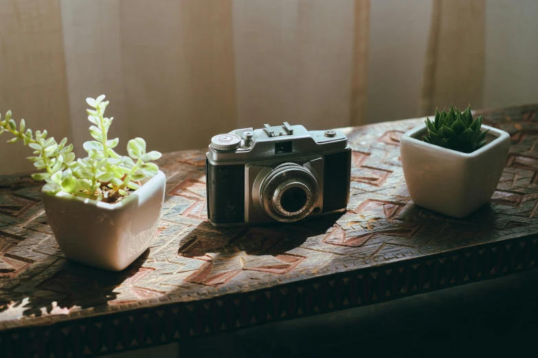 two plants and a camera sitting on a table