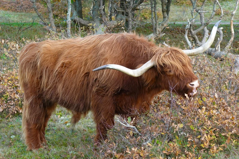 yak standing on grassy field in front of trees