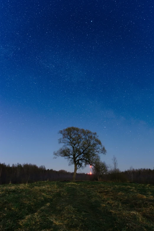 a lone tree sits in a grassy area underneath the night sky with stars above