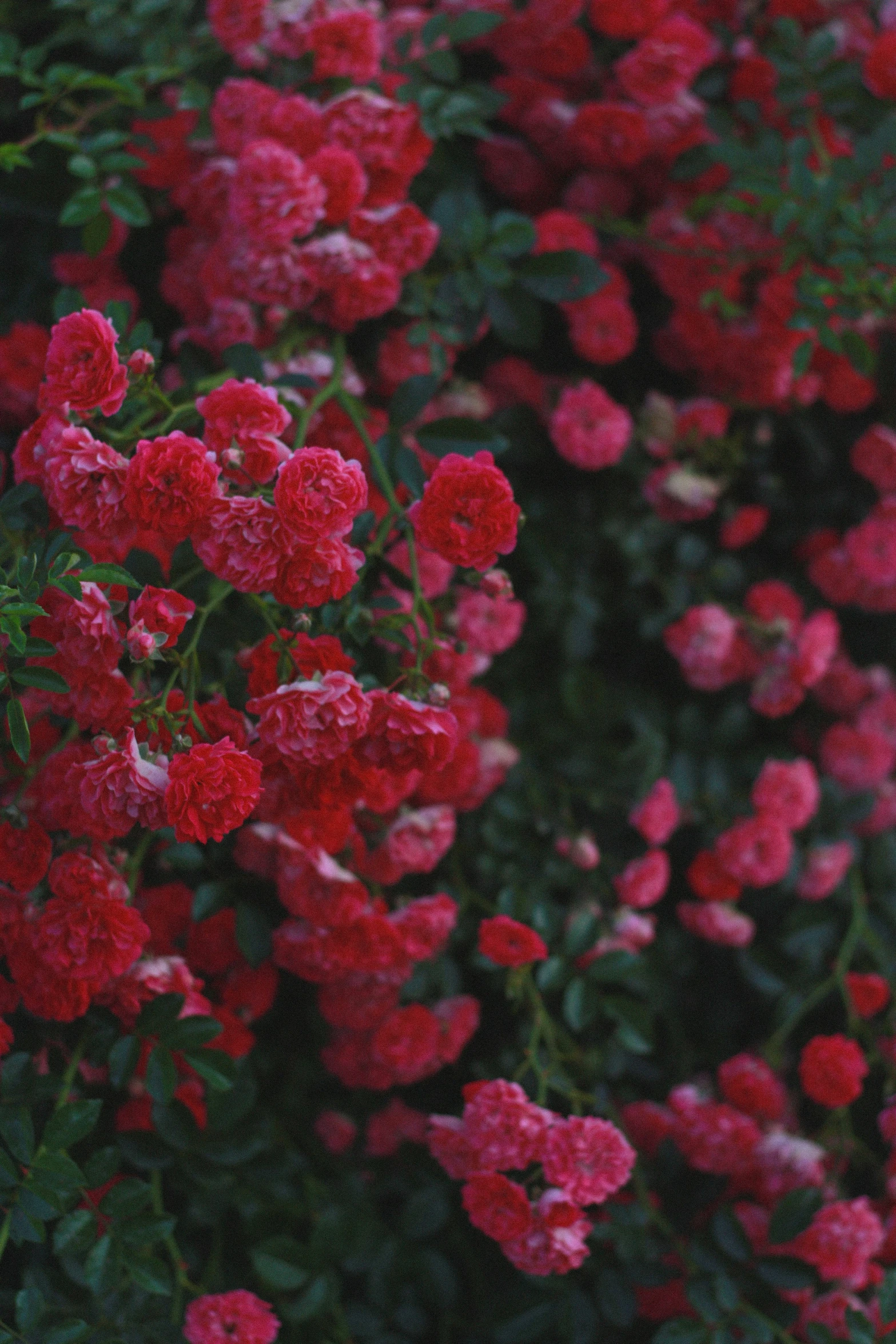 a plant of many different pink flowers