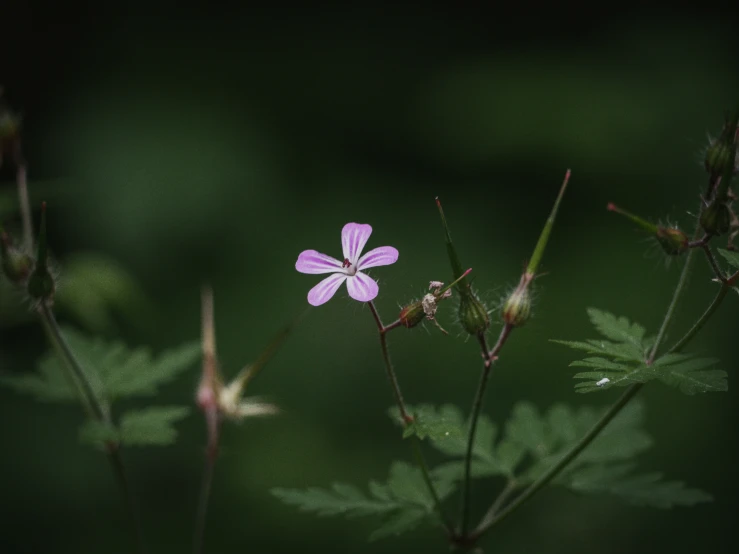 the small flower is pink and pink