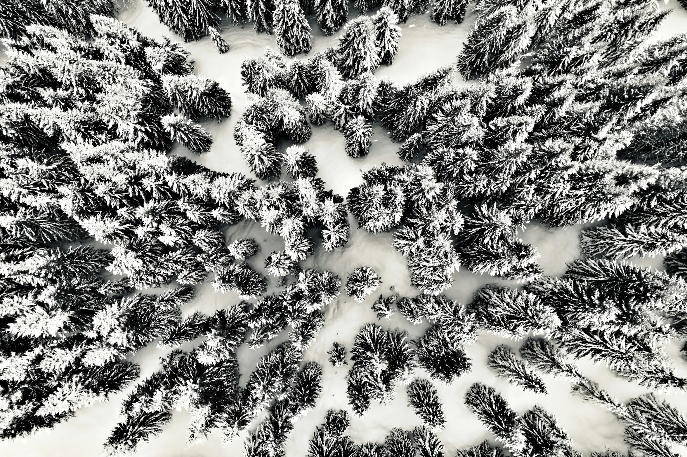 a digital image shows snow covered trees