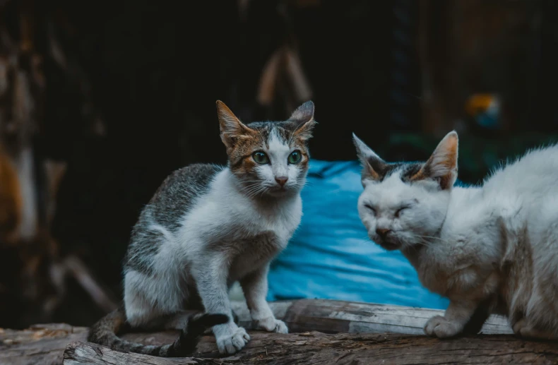 a couple of cats that are sitting on a tree