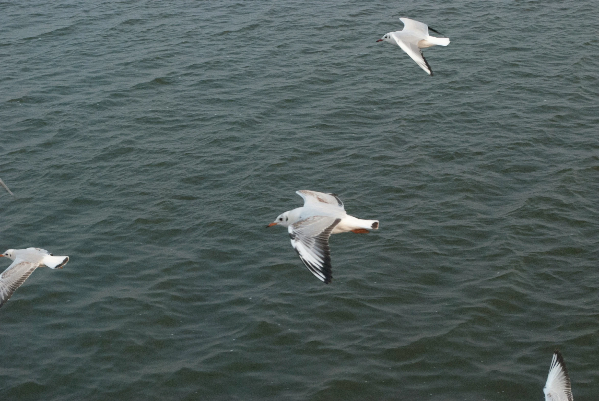 seagulls flying low over the ocean on the water