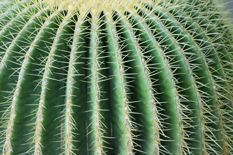 a large cactus has many long spines in it