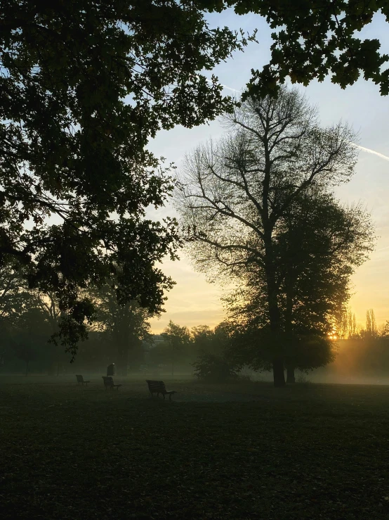 foggy morning in an area where trees have been silhouetted