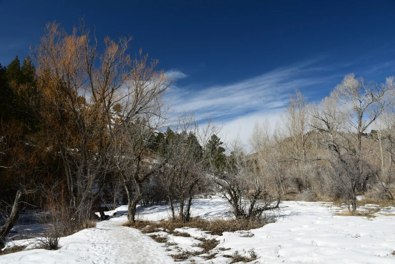 snow covered trees and bushes stand on a path