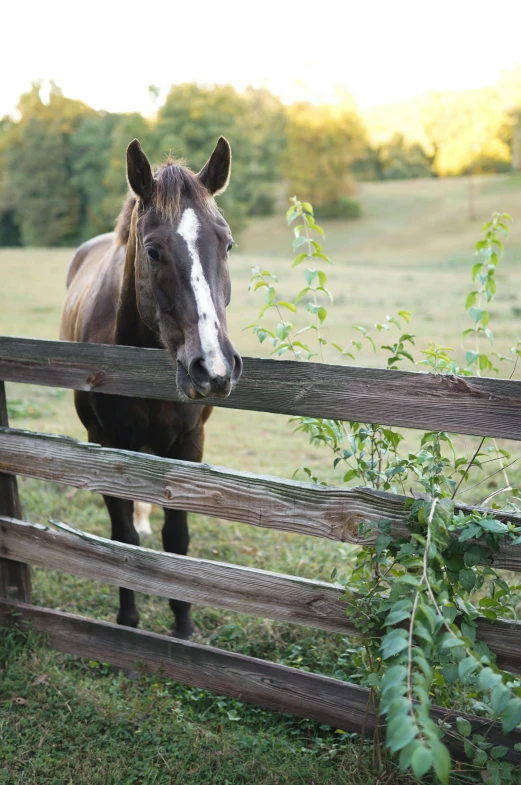 a horse standing behind a wooden fence