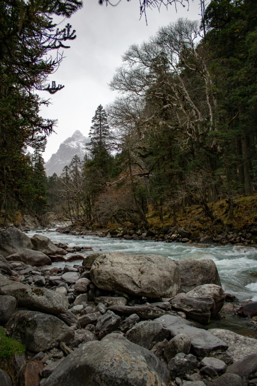 water flowing through some rocky riverbed in the middle of a forest