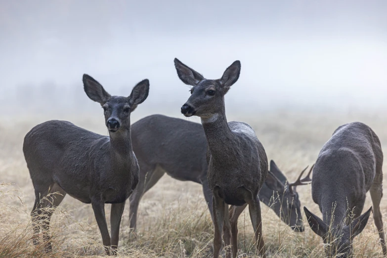 three black deer are on the dry grass