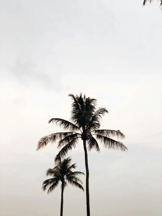 the silhouette of two palm trees against an overcast sky