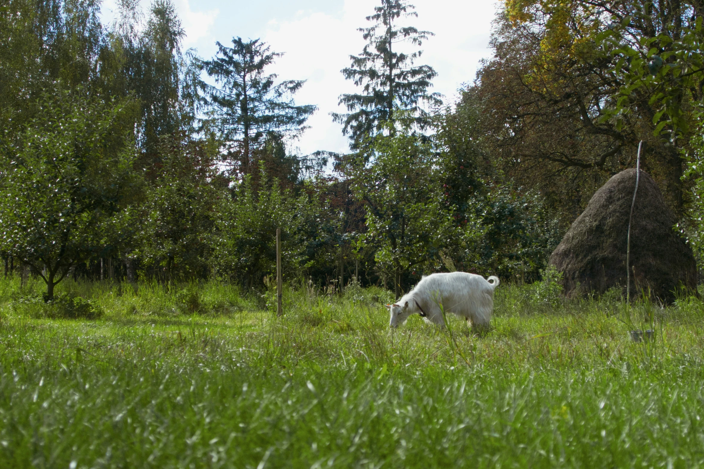 a goat in a field looking for food