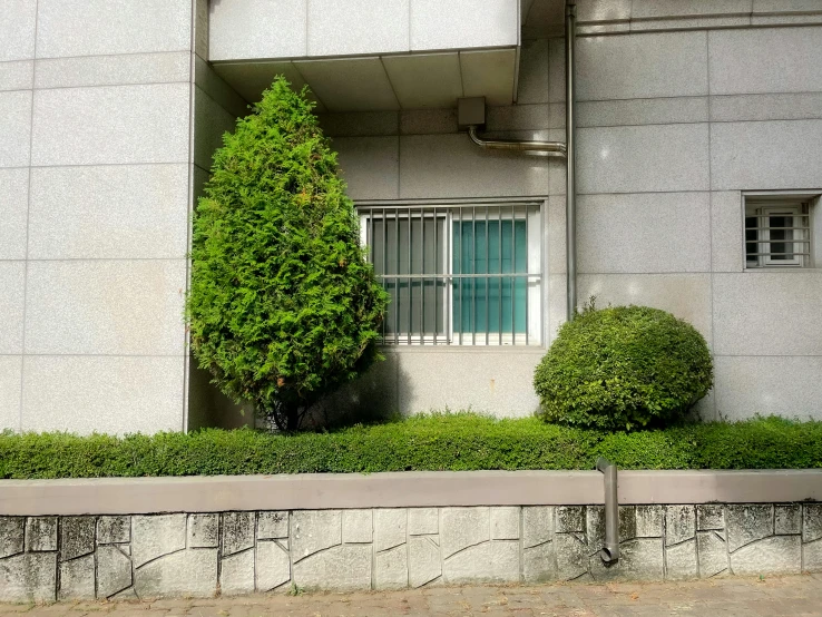 some green bushes sitting next to a white building