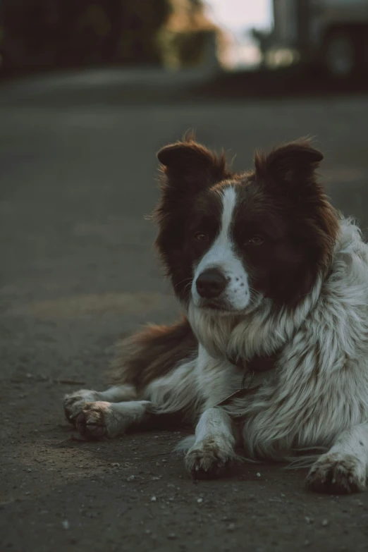 a dog sits on the ground in front of a truck