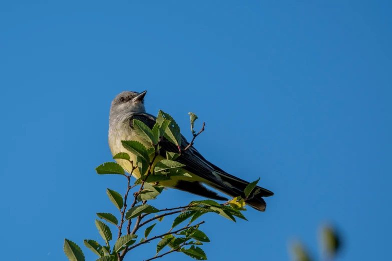 there is a bird perched on a nch against the sky