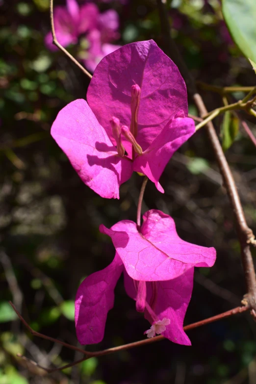 a bunch of pink flowers on a tree nch