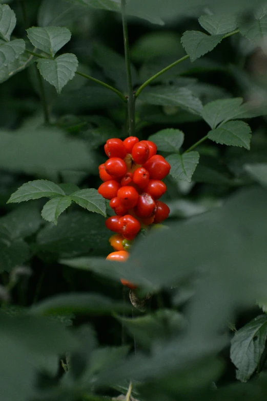 some very cute berries on the tree