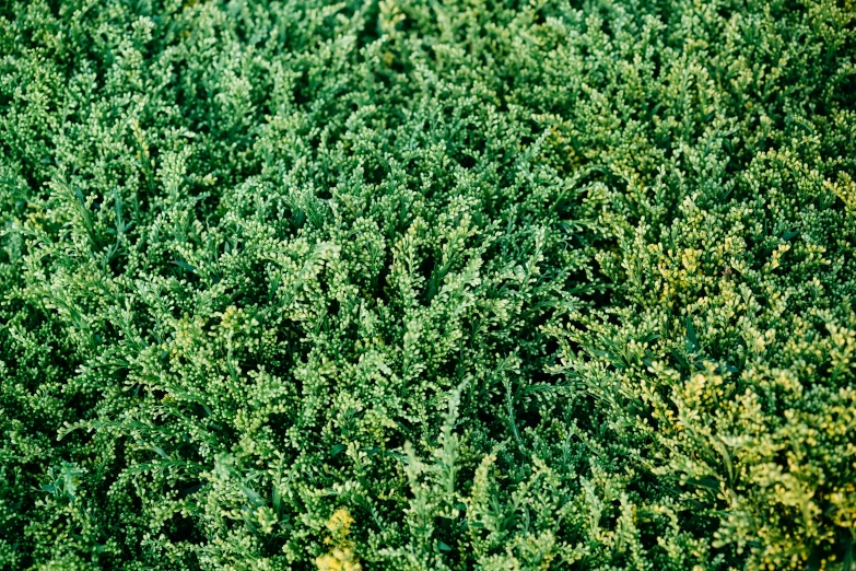 many green bushes and trees in a field