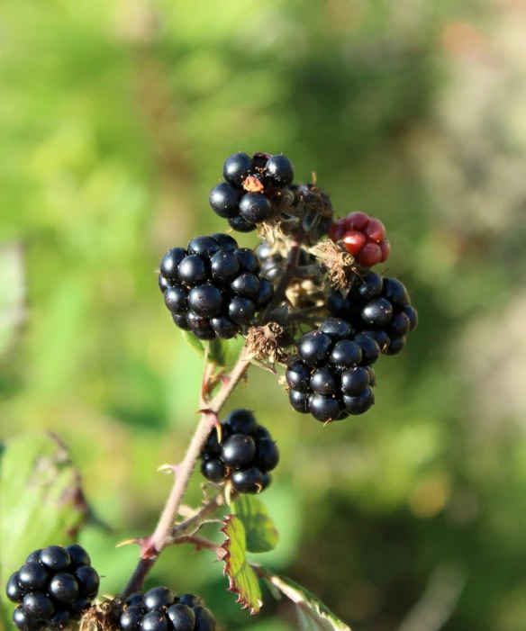 a berry plant in the middle of some leaves