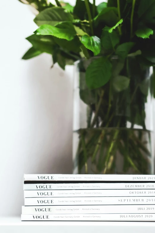 the rose plant is on a shelf next to a stack of sheets