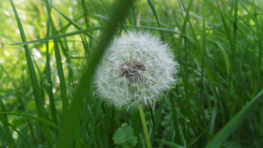 a dandelion in the green grassy field