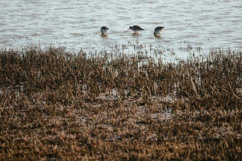 three small birds are wading in the water