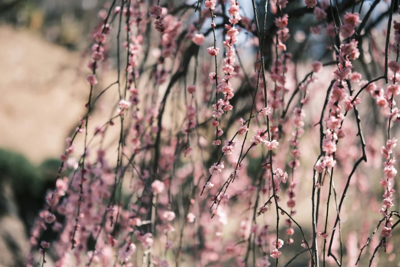 pink flowered plants with long thin stems