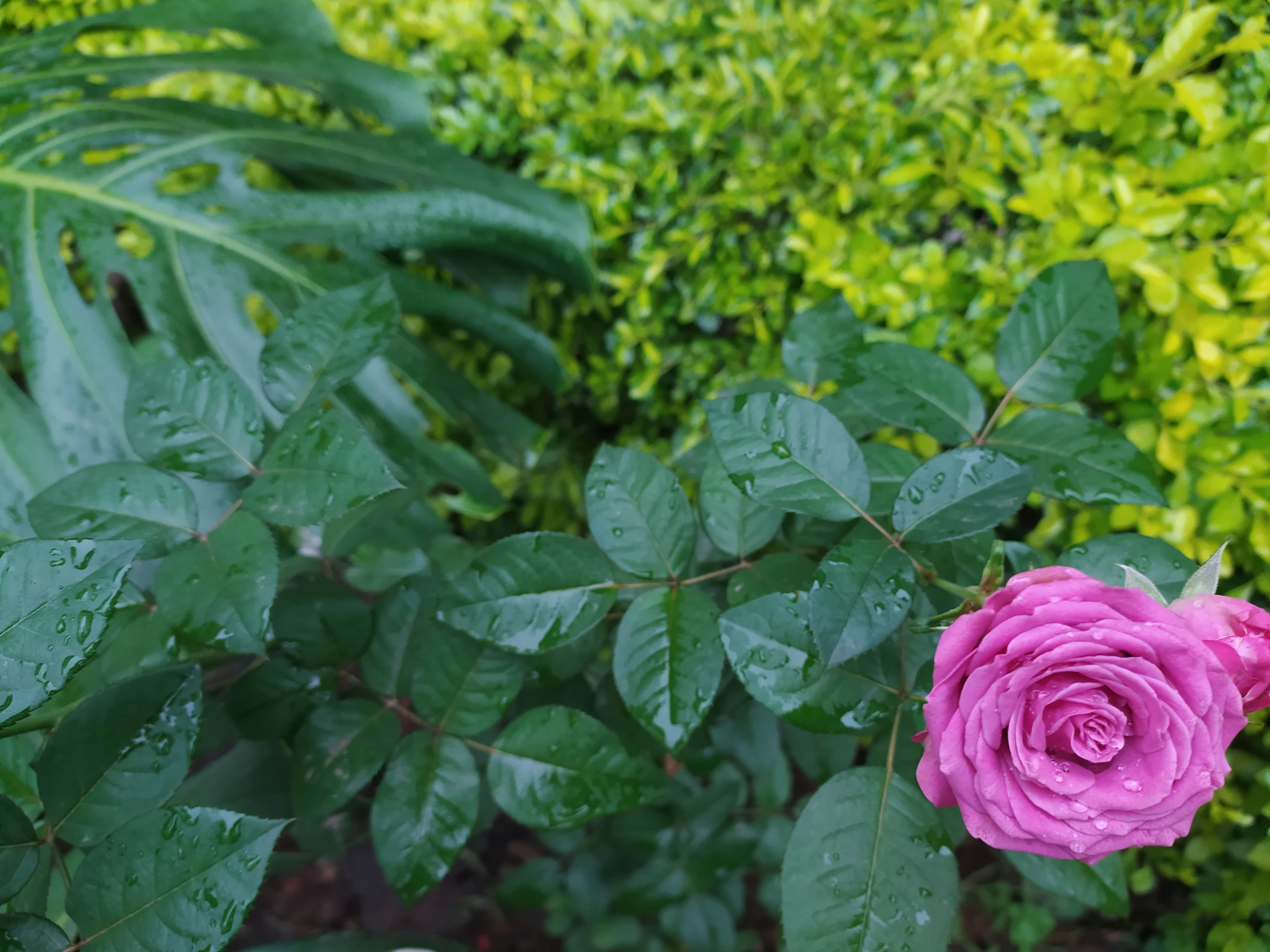 a single pink rose in the middle of some foliage