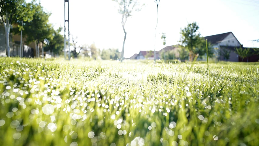 the grass is blowing in the breeze outside