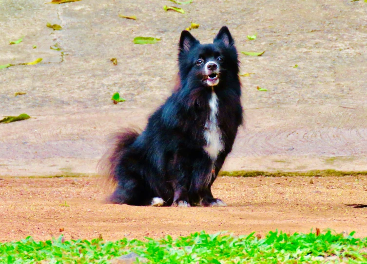 there is a black dog that is sitting on the dirt