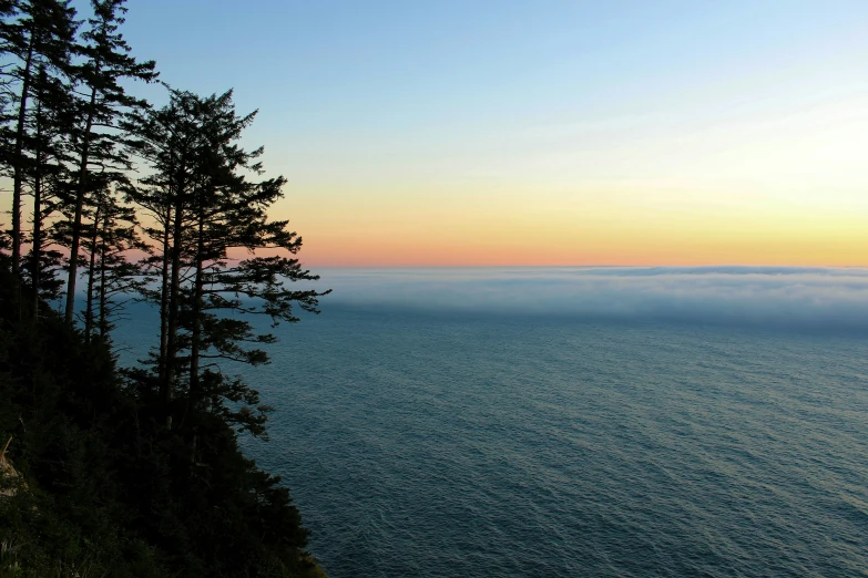 three tall trees on the edge of a cliff