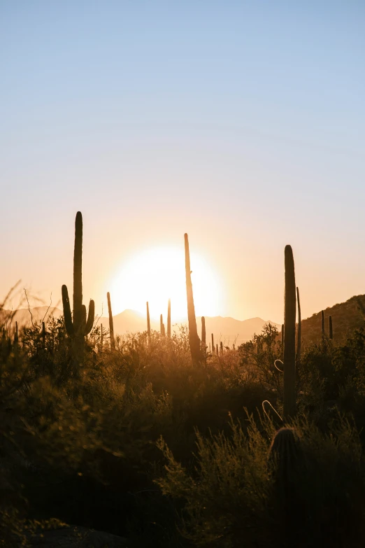 the sun setting on a mountain with tall cacti in front of it