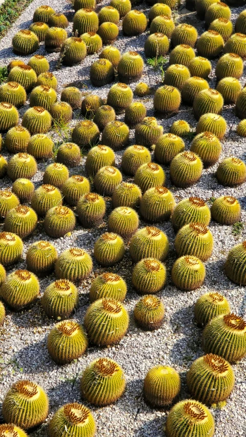 many cactus like plant life with sand and grass