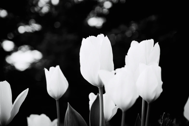 many tulips are on a bed of flowers