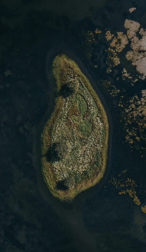 a patch of grass in water near land