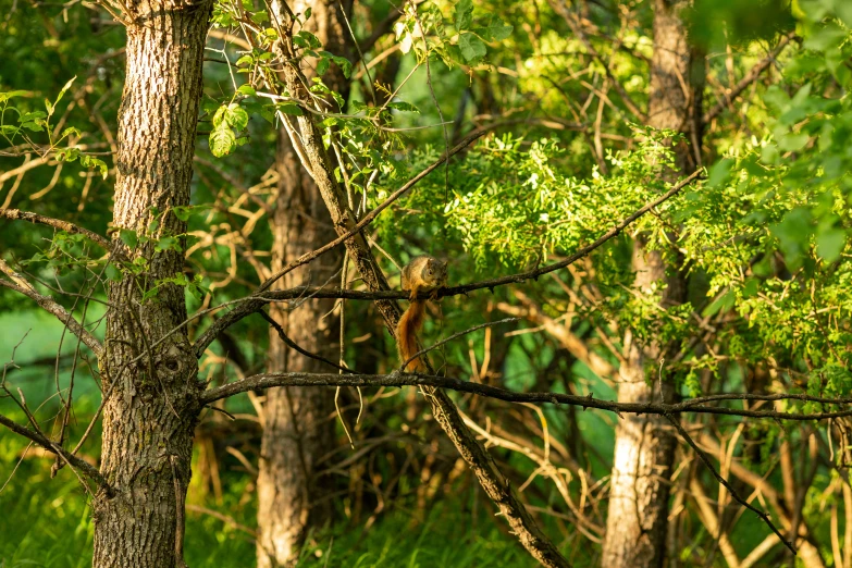 a fox in a forest peering around a tree