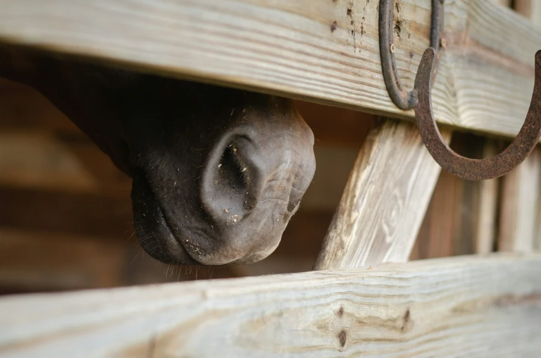 a horse is poking his nose through the opening