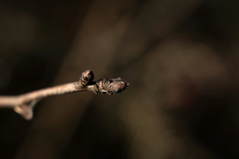 two buds on the nch of a small tree