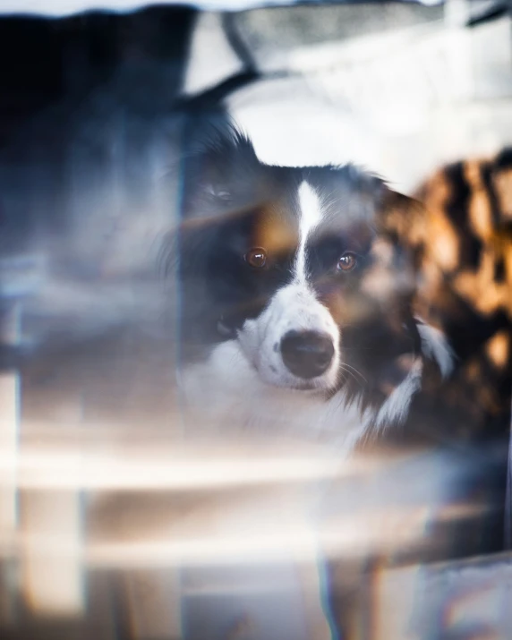 dog looking from car window at furniture behind him