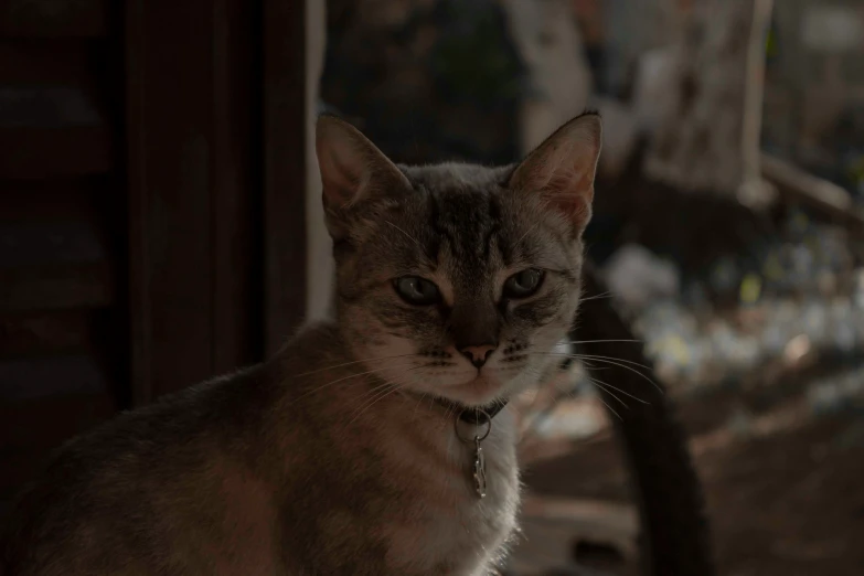 a cat is sitting outside in a sunny area