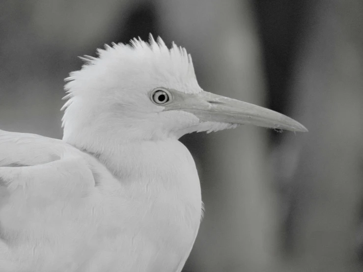 this is a bird with some very pretty eyes