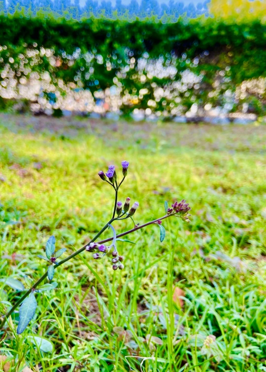 small blue flower in the green grass of an urban area