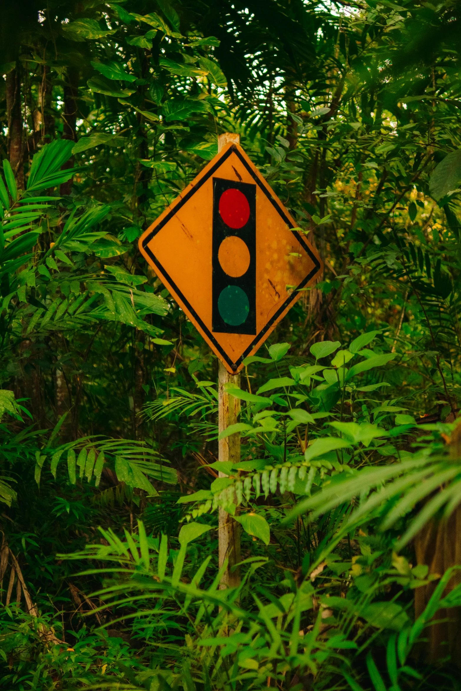 a traffic light next to the forest in the sun