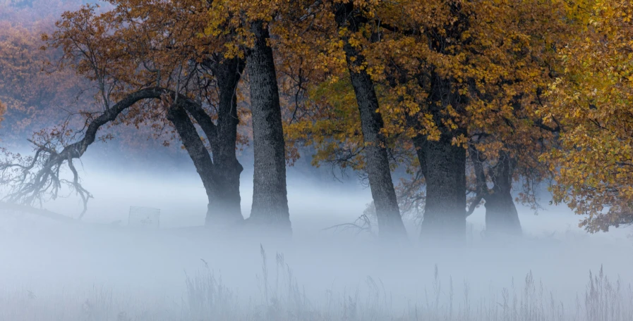 several trees with their leaves turning yellow and orange in the fog