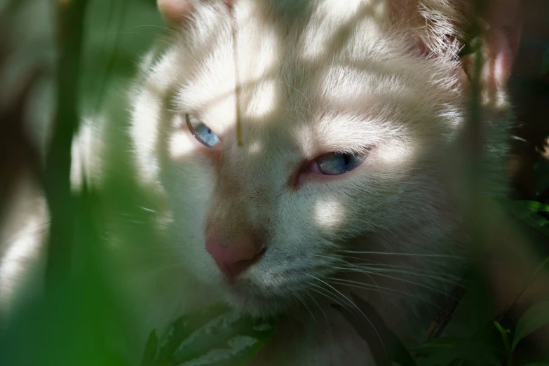 a white cat sits in the shade with long shadows on the wall