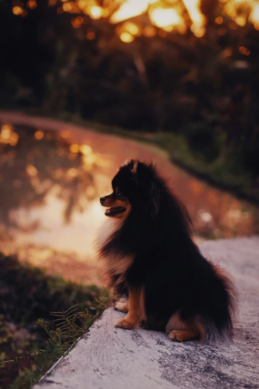 a dog with long fur sitting on the sidewalk