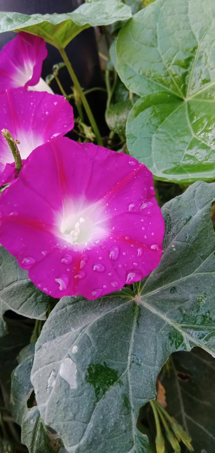 pink flower with green leaves and water drops